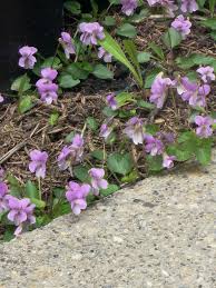 Attēlu rezultāti vaicājumam “Viola rupestris bud”