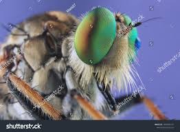 Attēlu rezultāti vaicājumam “Asilus crabroniformis”