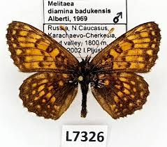 Attēlu rezultāti vaicājumam “Melitaea diamina”