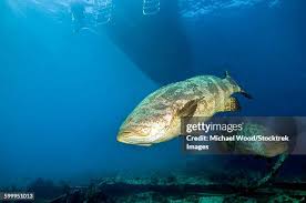 Image result for Epinephelus itajara