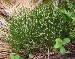 Attēlu rezultāti vaicājumam “Trichophorum cespitosum fruit”