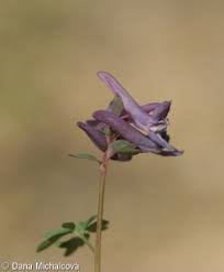 Attēlu rezultāti vaicājumam “Corydalis solida fruit”