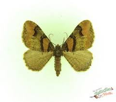 Attēlu rezultāti vaicājumam “Catarhoe rubidata”