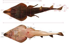 Image result for Pseudobatos lentiginosus