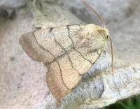 Attēlu rezultāti vaicājumam “Charanyca trigrammica”