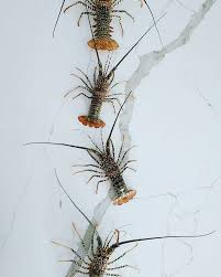 Attēlu rezultāti vaicājumam “Scapania lingulata”