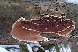 Attēlu rezultāti vaicājumam “Gloeoporus taxicola”