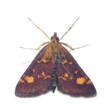 Attēlu rezultāti vaicājumam “Pyrausta aurata”