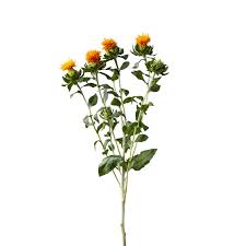 Image result for Carthamus tinctorius