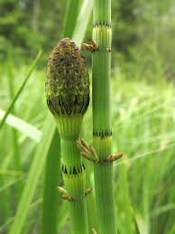 Attēlu rezultāti vaicājumam “Equisetum fluviatile”