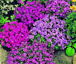 Image result for Aubrieta hybrida (cultorum)