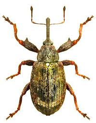 Attēlu rezultāti vaicājumam “Anthonomus pomorum”