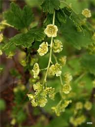 Attēlu rezultāti vaicājumam “Ribes spicatum”