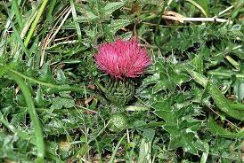 Attēlu rezultāti vaicājumam “Cirsium acaule”