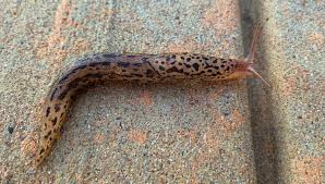 Attēlu rezultāti vaicājumam “Limax maximus”