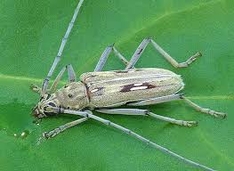 Attēlu rezultāti vaicājumam “Coleoptera”