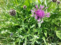 Attēlu rezultāti vaicājumam “Centaurea scabiosa leaf”