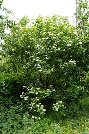 Attēlu rezultāti vaicājumam “Viburnum opulus leaf”