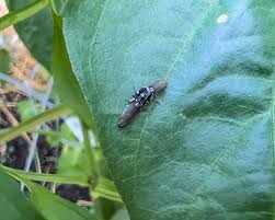 Attēlu rezultāti vaicājumam “Javesella pellucida male”