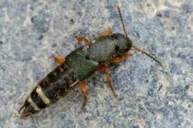 Attēlu rezultāti vaicājumam “Platydracus fulvipes”