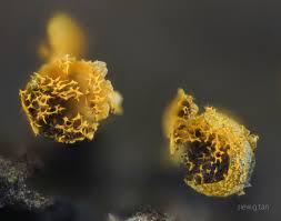 Attēlu rezultāti vaicājumam “Physarum bivalve spores”