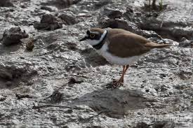Attēlu rezultāti vaicājumam “Charadrius dubius”