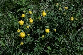 Attēlu rezultāti vaicājumam “Trollius europaeus leaf”