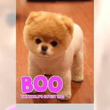 Image result for boo