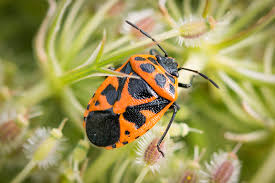 Attēlu rezultāti vaicājumam “Eurydema dominulus”