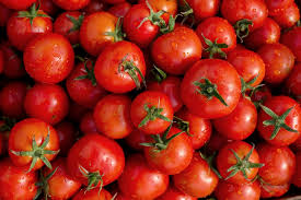 Bildergebnis für tomaten