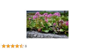 Image result for Bergenie