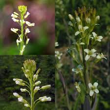 Attēlu rezultāti vaicājumam “Arabis glabra”