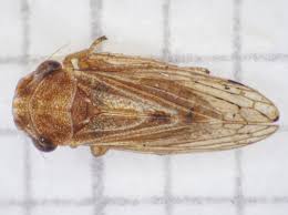 Attēlu rezultāti vaicājumam “Cicadellidae”