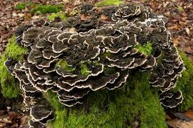 Attēlu rezultāti vaicājumam “Trametes versicolor”