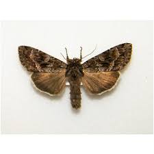 Attēlu rezultāti vaicājumam “Coscinia cribraria”