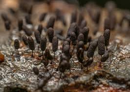 Attēlu rezultāti vaicājumam “Comatricha ellae macro”