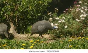 Attēlu rezultāti vaicājumam “Numida meleagris adult”