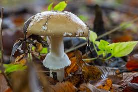 Attēlu rezultāti vaicājumam “Amanita pantherina”