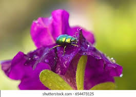 Attēlu rezultāti vaicājumam “Linaeidea aenea”