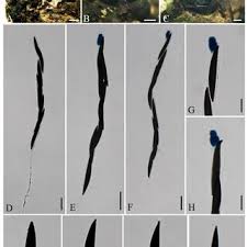 Attēlu rezultāti vaicājumam “Rosellinia desmazieri spores”