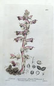 Attēlu rezultāti vaicājumam “Lathraea squamaria flower”