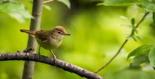 Attēlu rezultāti vaicājumam “Acrocephalus dumetorum”