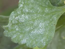 Attēlu rezultāti vaicājumam “Erysiphe galeopsidis”