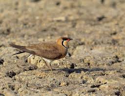 Image result for Glareola maldivarum