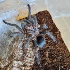 Attēlu rezultāti vaicājumam “Petractis sp.”