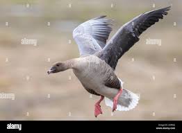 Attēlu rezultāti vaicājumam “Anser brachyrhynchus adult”