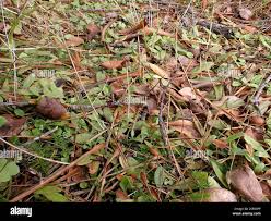 Attēlu rezultāti vaicājumam “Plantago uniflora”