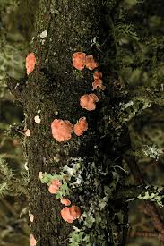 Attēlu rezultāti vaicājumam “Aleurodiscus amorphus”