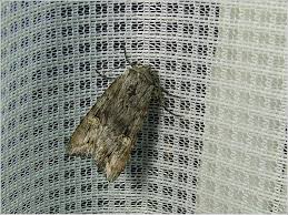 Attēlu rezultāti vaicājumam “Lithomoia solidaginis”