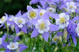 Image result for Aquilegia caerulea
